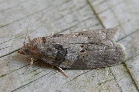 Attēlu rezultāti vaicājumam “Eana incanana”