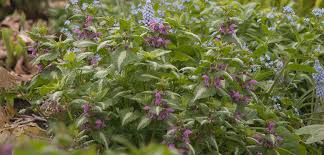 Attēlu rezultāti vaicājumam “Lamium”