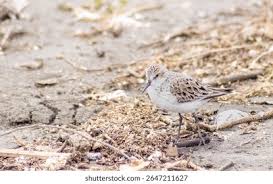 Image result for Calidris pusilla