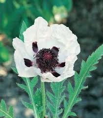 Attēlu rezultāti vaicājumam “Papaver orientale  flower”