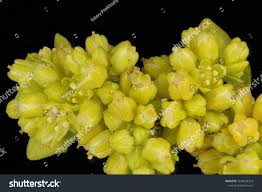 Attēlu rezultāti vaicājumam “Herniaria glabra flower”