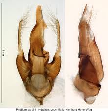 Attēlu rezultāti vaicājumam “Priobium carpini”