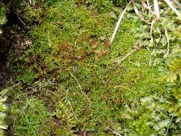 Attēlu rezultāti vaicājumam “Bryoerythrophyllum recurvirostrum sporophyte”