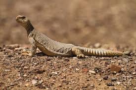 Image result for Reptilian egypt