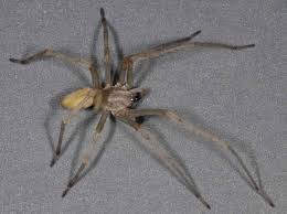 Attēlu rezultāti vaicājumam “Cheiracanthium sp. male”