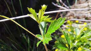 Attēlu rezultāti vaicājumam “Potentilla erecta leaf”