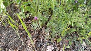 Attēlu rezultāti vaicājumam “Vicia sativa”