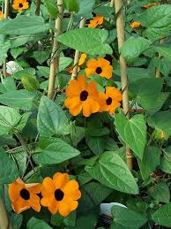 Image result for Thunbergia alata