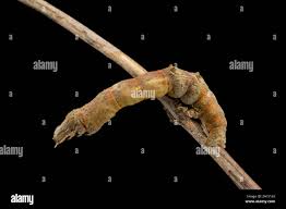 Attēlu rezultāti vaicājumam “Selenia dentaria larva”