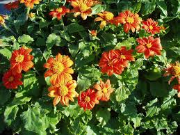 Image result for Tithonia rotundifolia