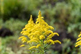Attēlu rezultāti vaicājumam “Solidago canadensis flower”