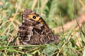 Attēlu rezultāti vaicājumam “Hipparchia semele”