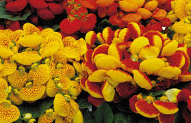 Image result for Calceolaria