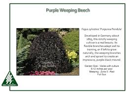 Attēlu rezultāti vaicājumam “Fagus sylvatica fo. purpurea”