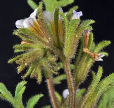 Attēlu rezultāti vaicājumam “Callitriche verna flower”