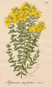 Image result for Johanniskraut