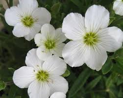 Attēlu rezultāti vaicājumam “Arenaria procera flower”