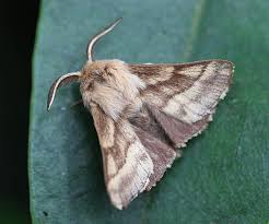 Attēlu rezultāti vaicājumam “Malacosoma castrensis male”