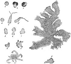 Attēlu rezultāti vaicājumam “Lycogala asperum”