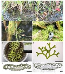 Attēlu rezultāti vaicājumam “Riccia canaliculata”