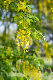 Attēlu rezultāti vaicājumam “Laburnum anagyroides flower”