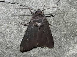 Attēlu rezultāti vaicājumam “Euxoa nigricans”