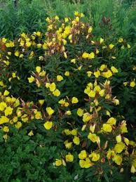 Attēlu rezultāti vaicājumam “Oenothera rubricauli”