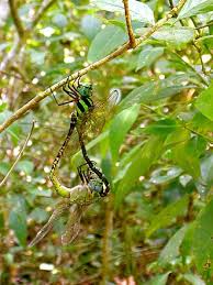 Attēlu rezultāti vaicājumam “Aeshnidae”