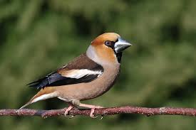 Attēlu rezultāti vaicājumam “Coccothraustes coccothraustes”