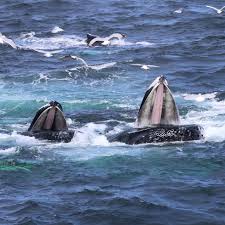 Image result for Leucopleurus acutus