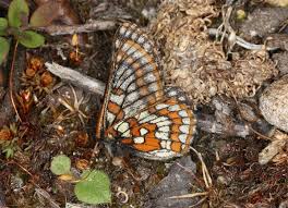 Attēlu rezultāti vaicājumam “Euphydrias aurinia upperside”
