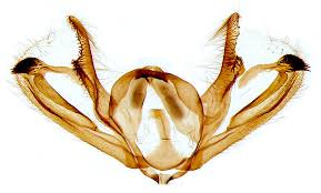 Attēlu rezultāti vaicājumam “Aethalura punctulata”