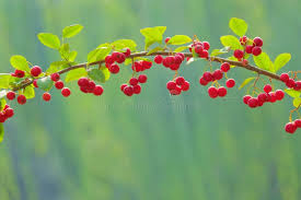 Attēlu rezultāti vaicājumam “Cotoneaster multiflorus fruit”
