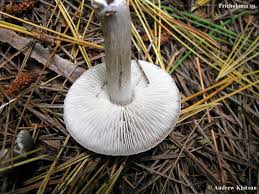 Attēlu rezultāti vaicājumam “Tricholoma sp.”