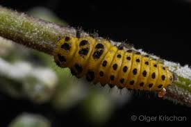 Attēlu rezultāti vaicājumam “Psyllobora vigintiduopunctata larva”