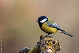 Attēlu rezultāti vaicājumam “Parus major female”