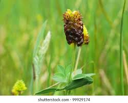 Attēlu rezultāti vaicājumam “Trifolium spadiceum flower”