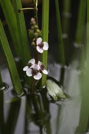 Attēlu rezultāti vaicājumam “Sagittaria sagittifolia flower”