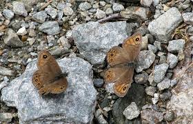 Attēlu rezultāti vaicājumam “Lasiommata petropolitana upperside”