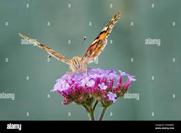 Attēlu rezultāti vaicājumam “Vanessa cardui underside”