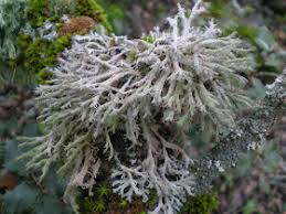 Attēlu rezultāti vaicājumam “Anaptychia ciliaris”