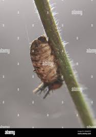 Attēlu rezultāti vaicājumam “Cribraria sp.”