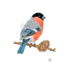 Attēlu rezultāti vaicājumam “Pyrrhula pyrrhula”