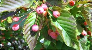 Attēlu rezultāti vaicājumam “Sorbus alnifolia fruit”