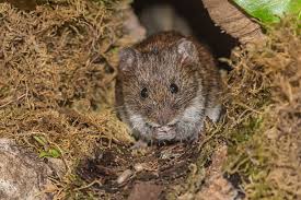 Attēlu rezultāti vaicājumam “Myodes glareolus”