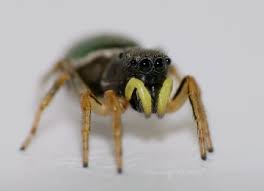 Attēlu rezultāti vaicājumam “Heliophanus sp.”