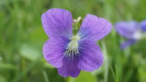 Image result for violet