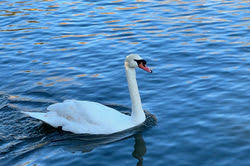 Image result for Island Bohemian Bowls Club