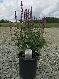 Image result for Salvia nemorosa