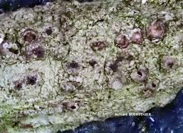 Attēlu rezultāti vaicājumam “Thelopsis rubella”